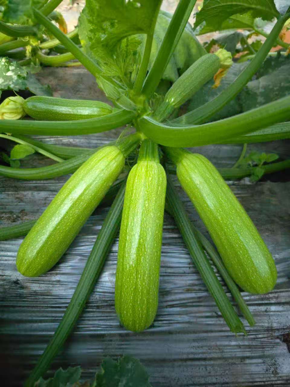 菏泽西葫芦种子（系列）